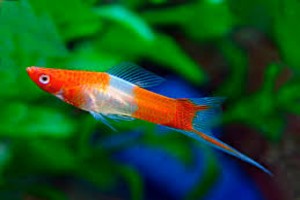 Swordtail from Sri Lanka